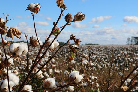 Cotton in Field - Photo by Tricia Downing