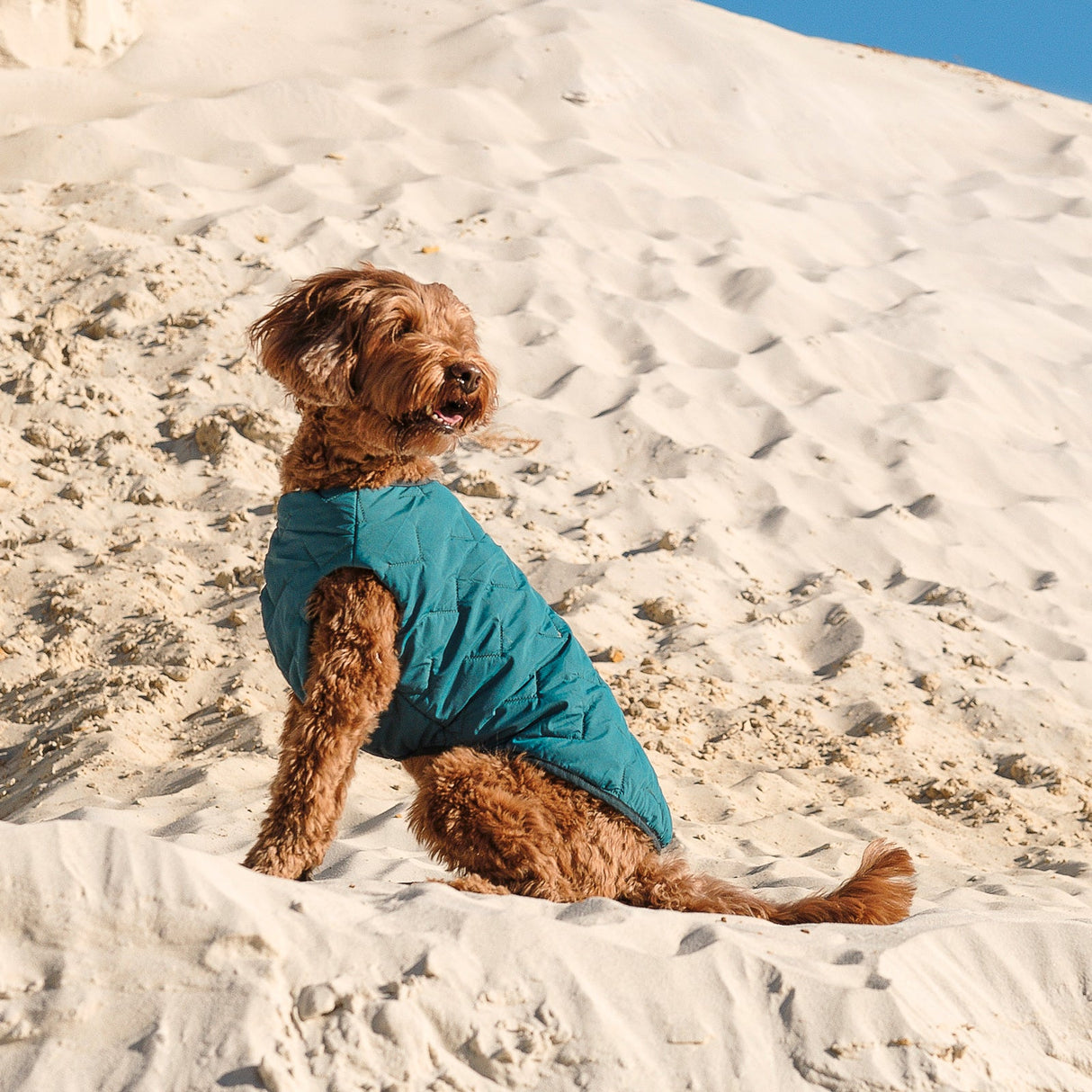 Dog Vest | Eco-Friendly Dog Jacket, Recycled Plastic Dog Jacket