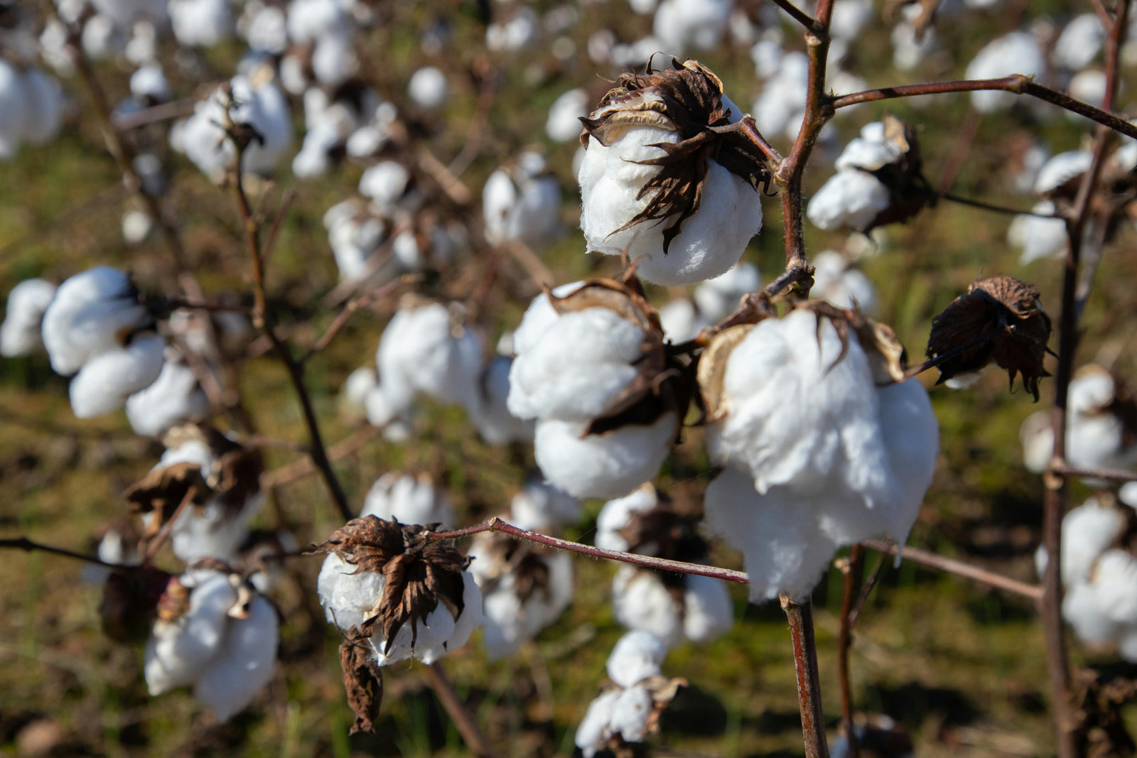 organic cotton clothing