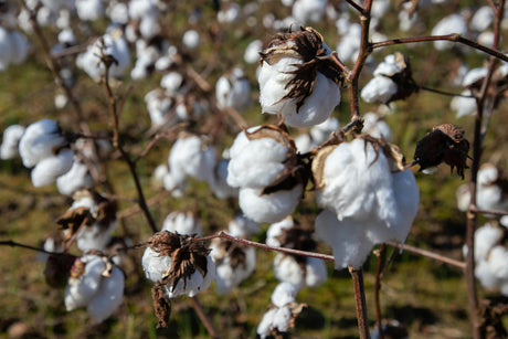 organic cotton clothing