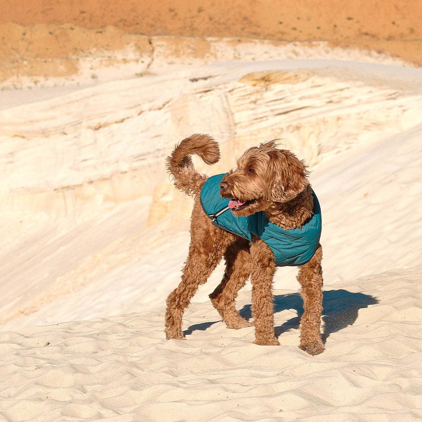 Dog Vest | Eco-Friendly Dog Jacket, Recycled Plastic Dog Jacket
