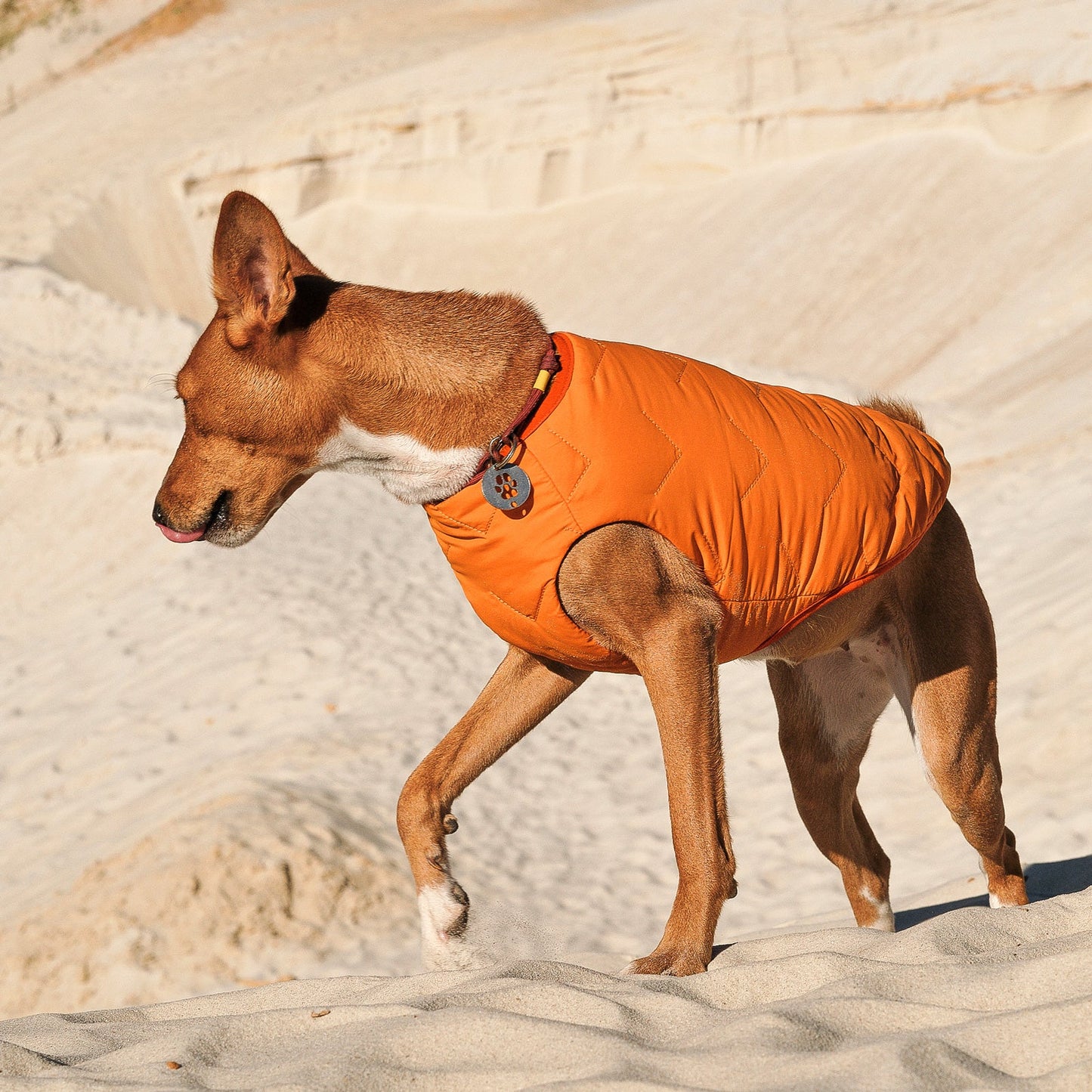 Dog Vest | Eco-Friendly Dog Jacket, Recycled Plastic Dog Jacket