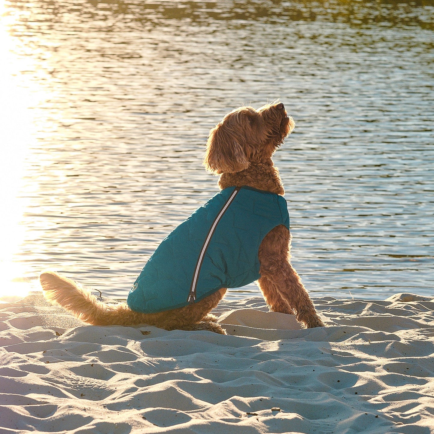 Dog Vest | Eco-Friendly Dog Jacket, Recycled Plastic Dog Jacket